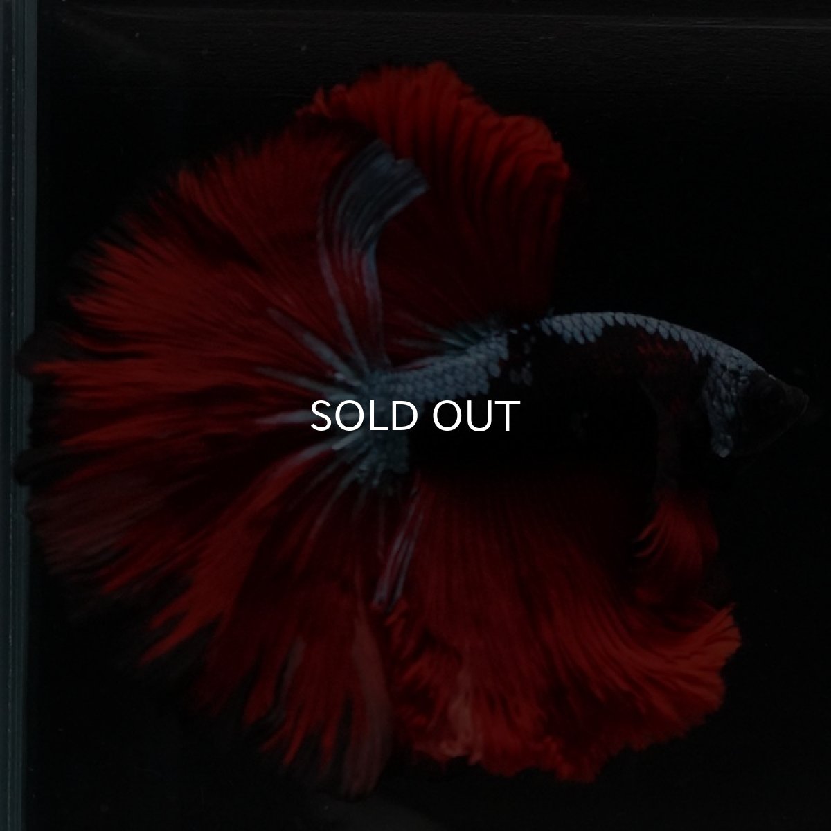 画像3: HM ブルーレッド  (3)