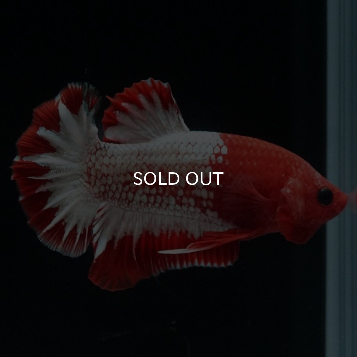 画像2: HMPK　ヘルボーイ (2)