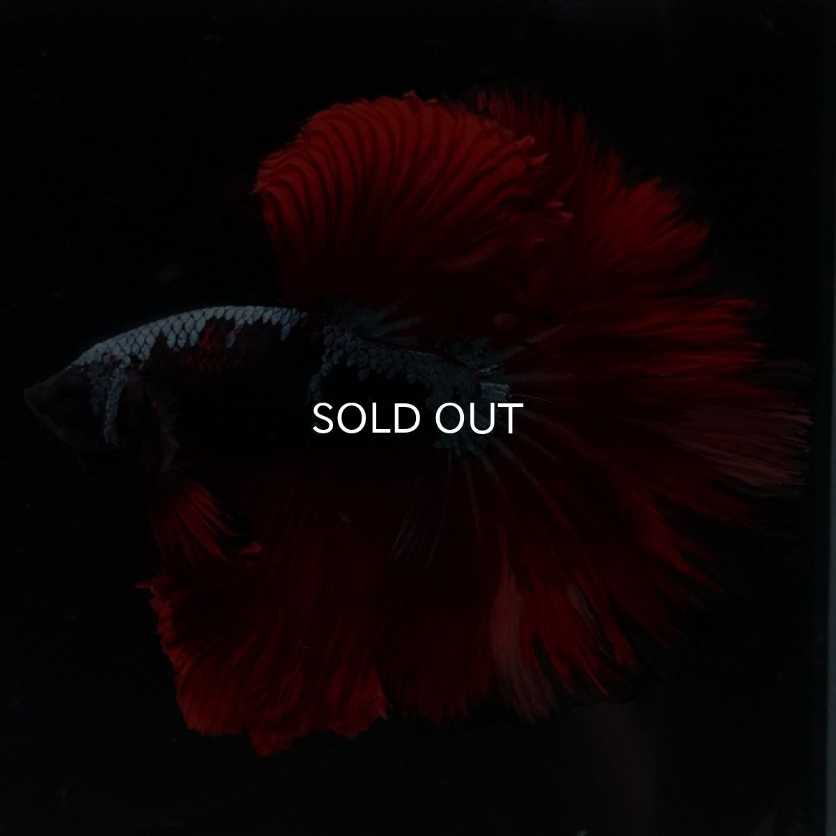 画像2: HM ブルーレッド  (2)