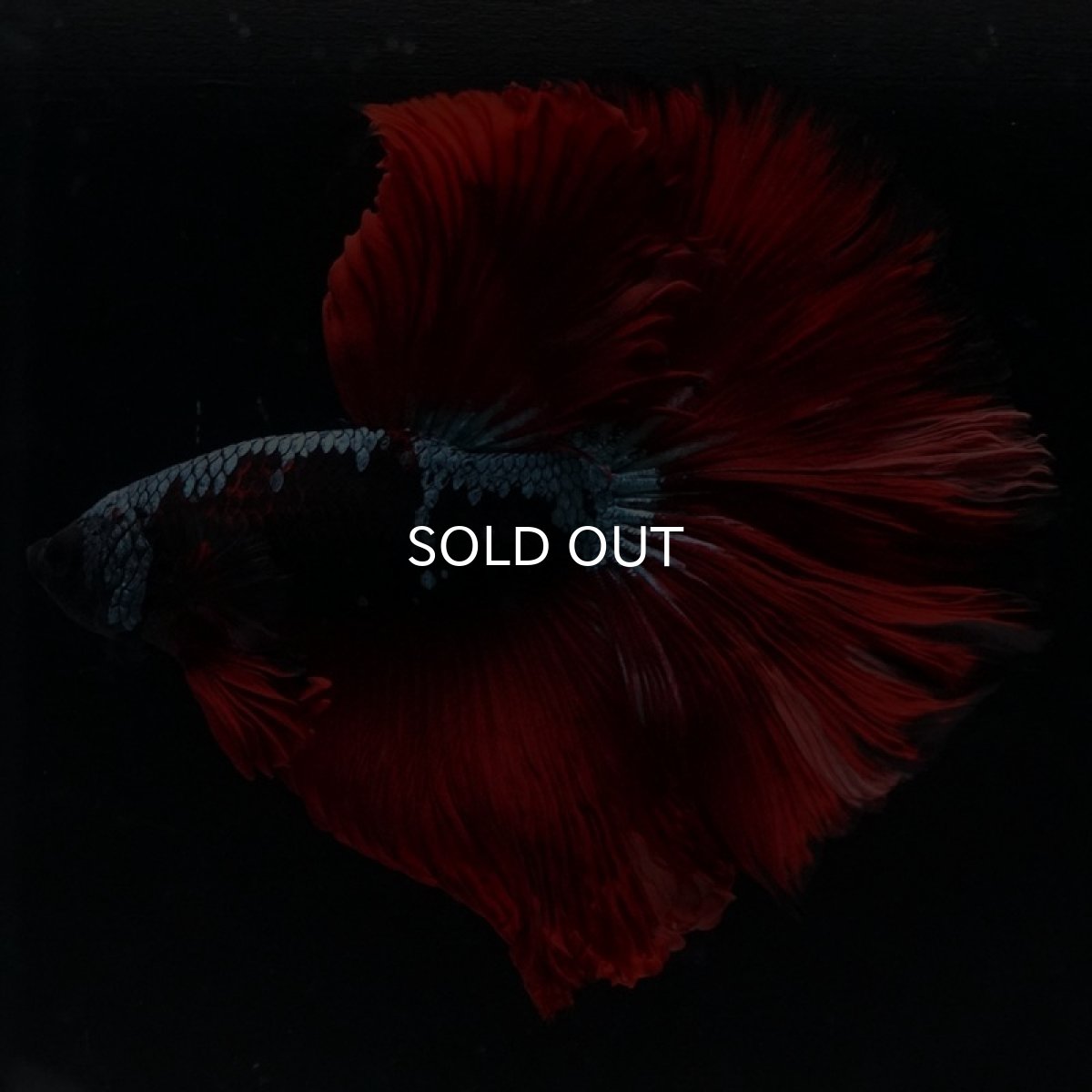 画像5: HM ブルーレッド  (5)