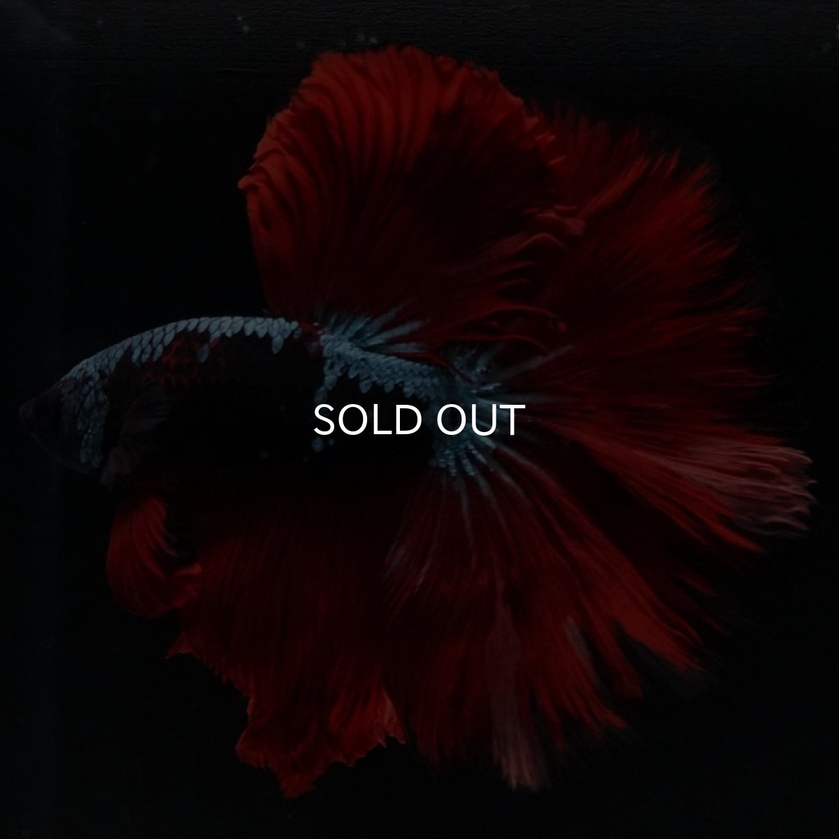 画像4: HM ブルーレッド  (4)