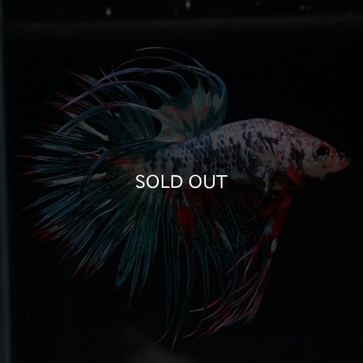 画像6: CT キャンディ (6)