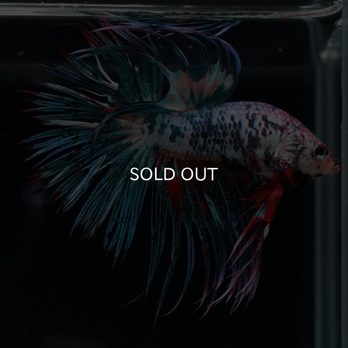 画像5: CT キャンディ (5)