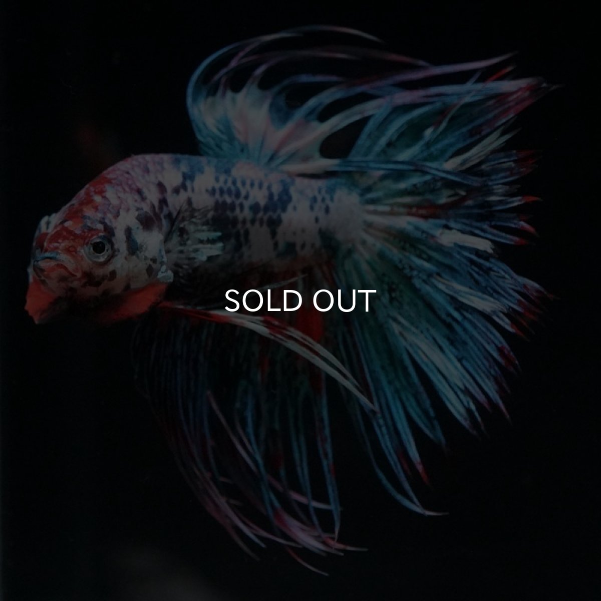 画像4: CT キャンディ (4)