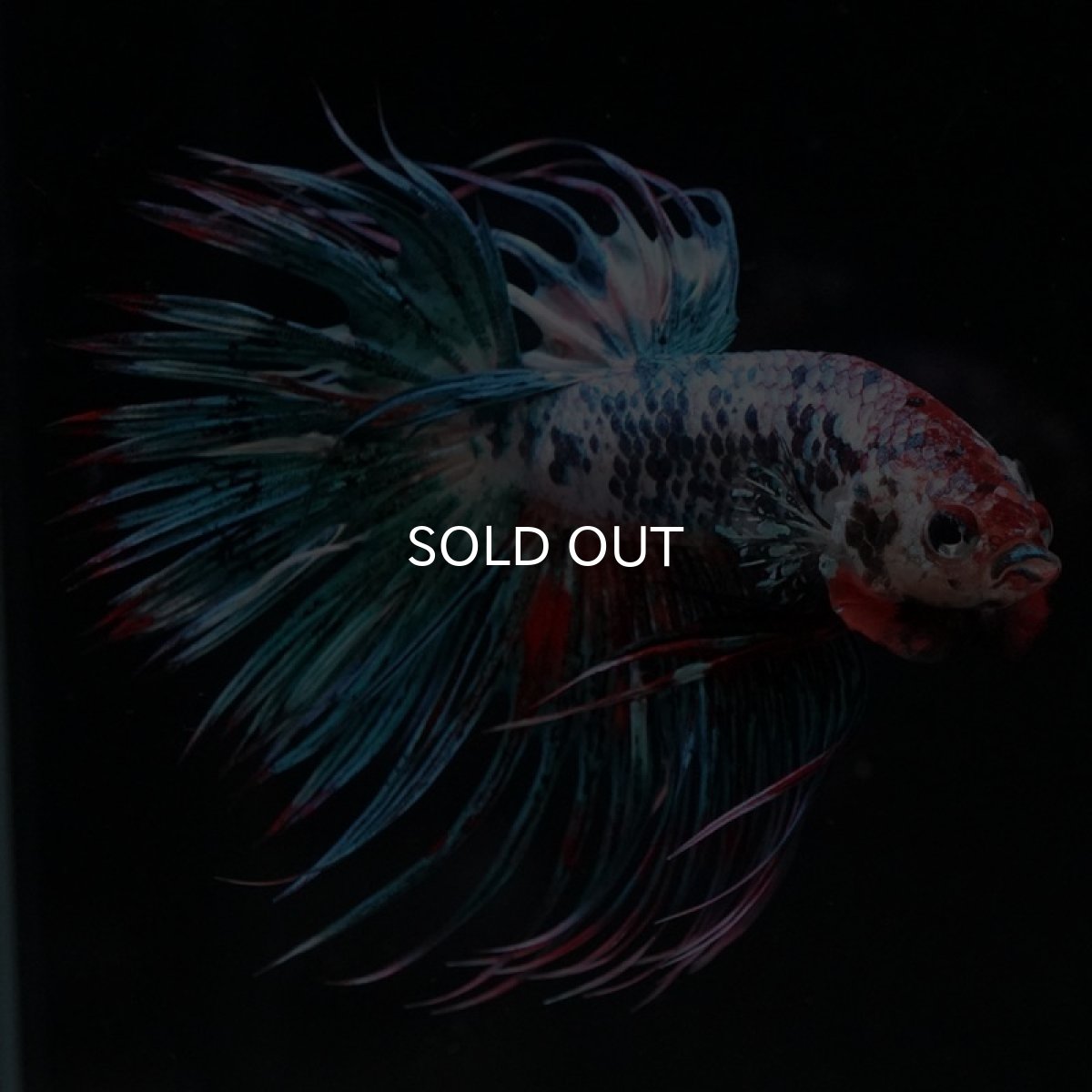 画像3: CT キャンディ (3)