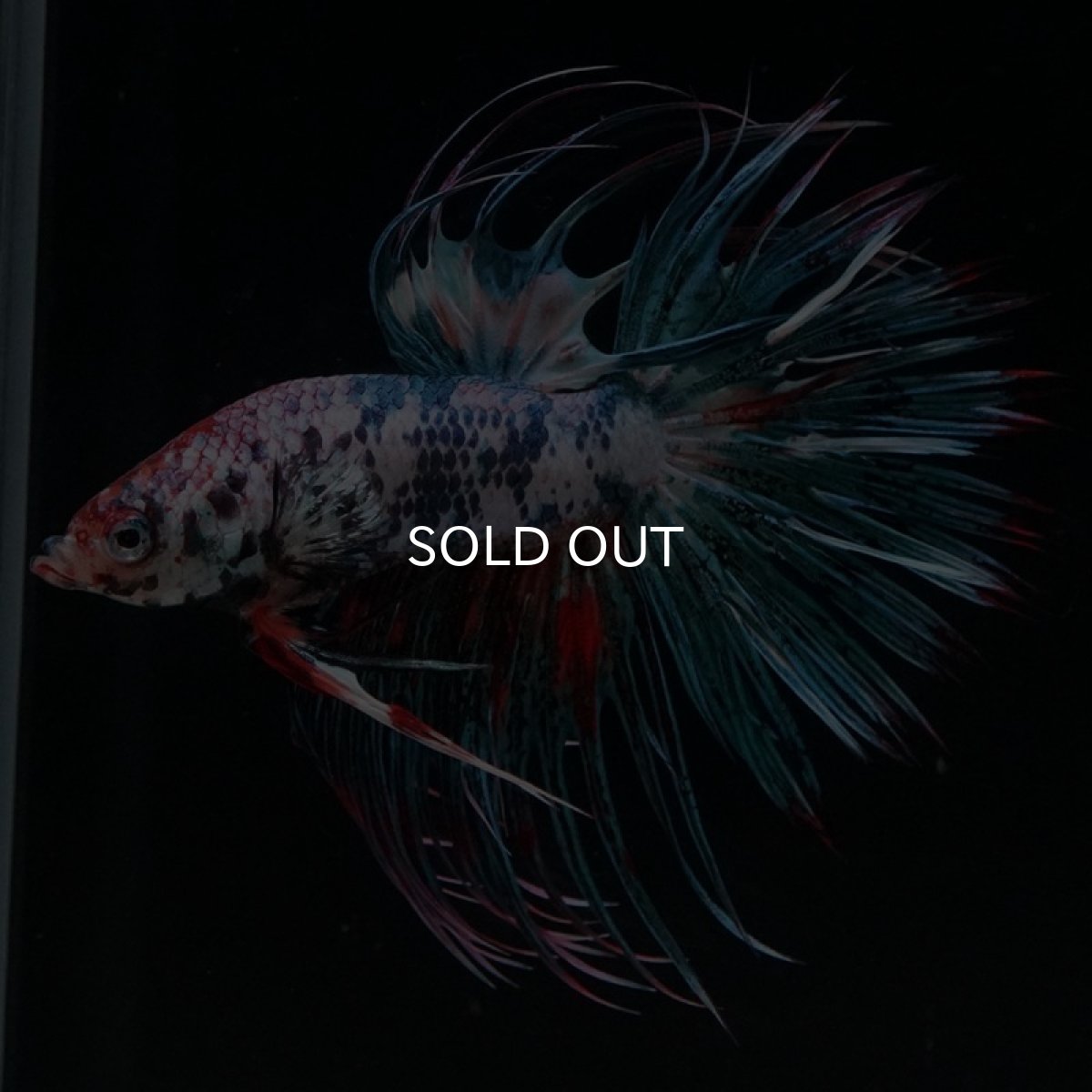 画像2: CT キャンディ (2)