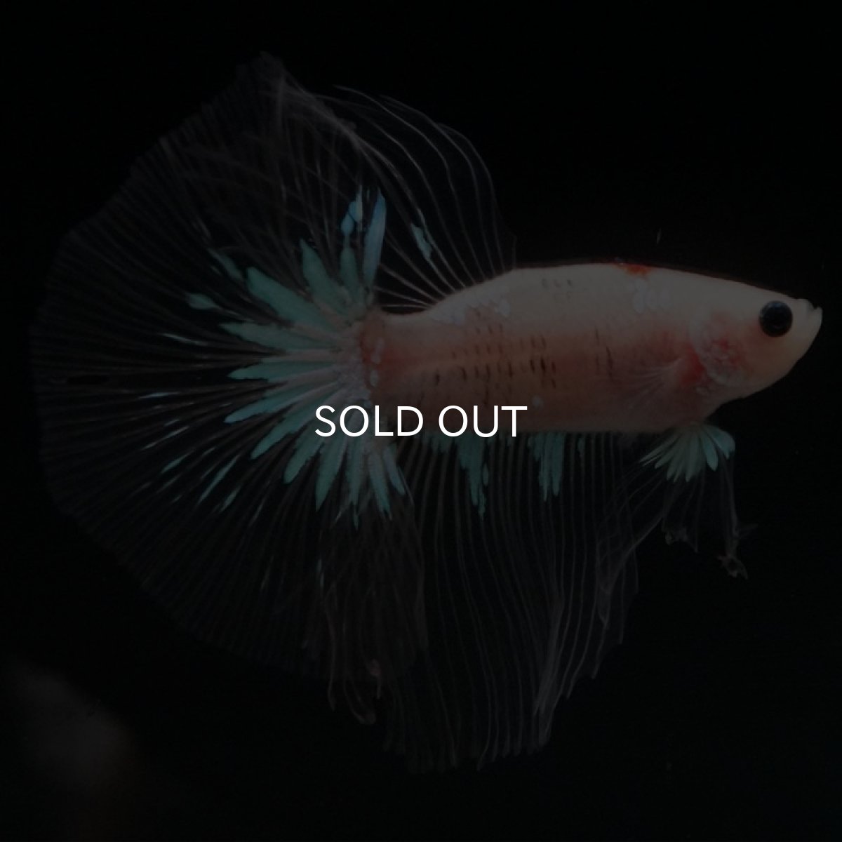 画像4: HM　鯉　クリアフィン (4)