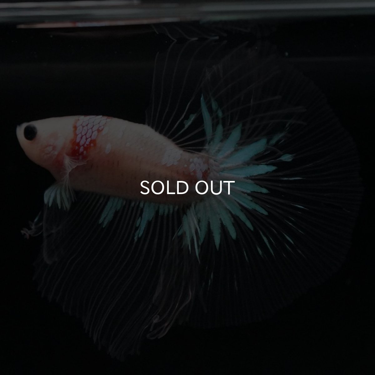 画像3: HM　鯉　クリアフィン (3)