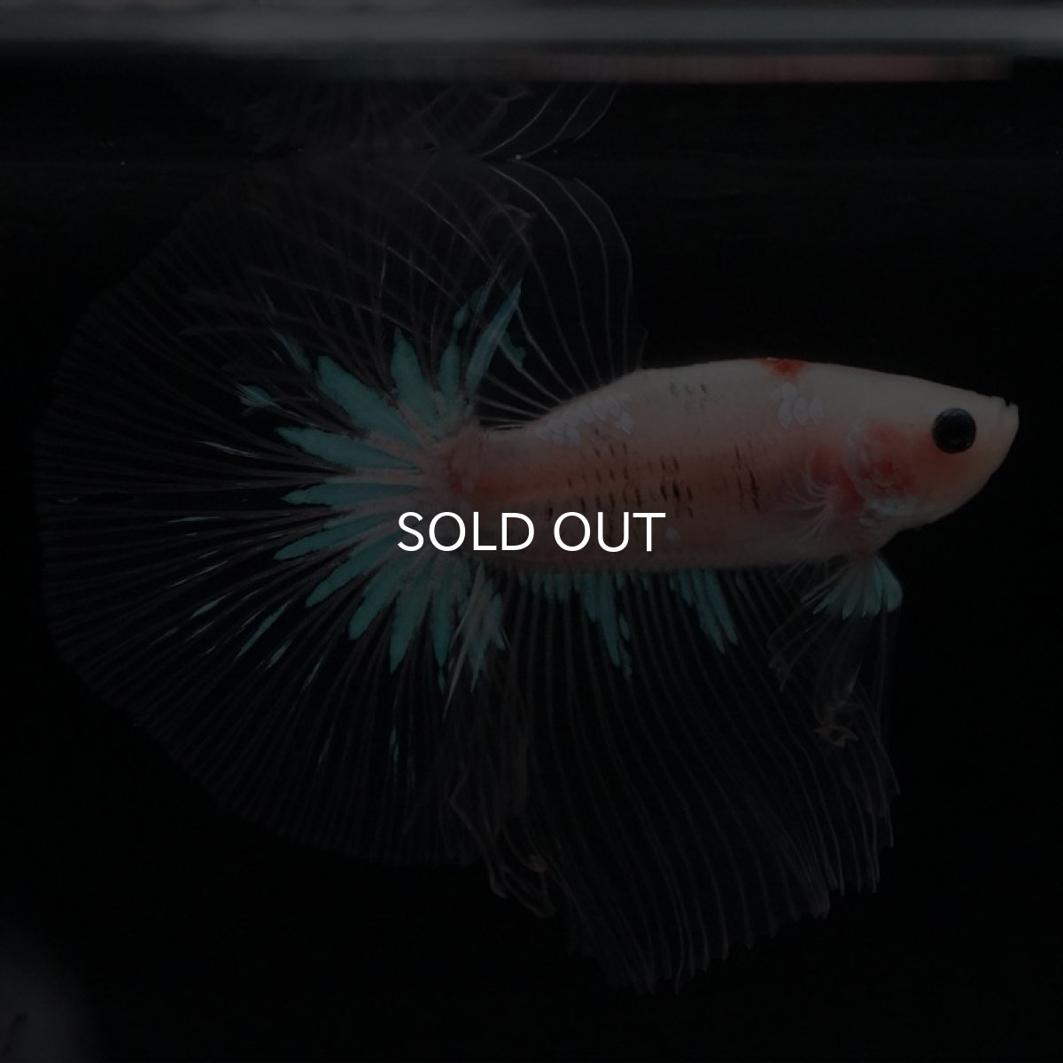 画像2: HM　鯉　クリアフィン (2)