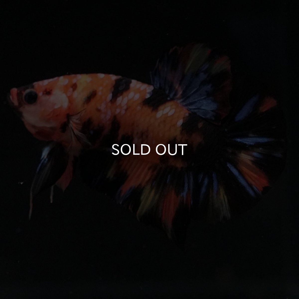 画像2: HMPK　キャンディ (2)