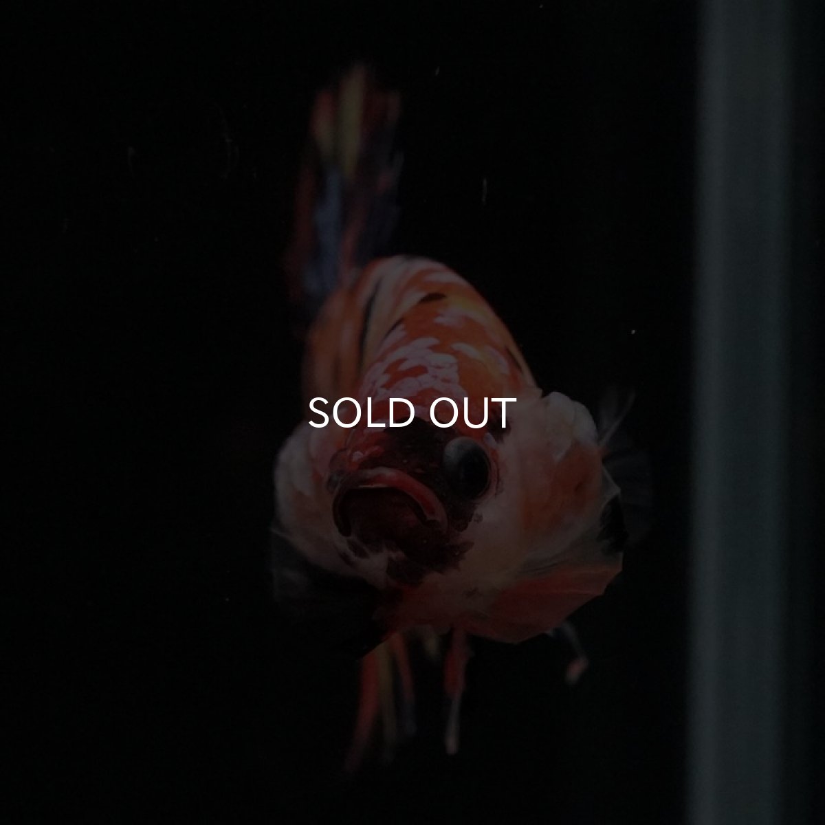 画像3: HMPK　キャンディ (3)