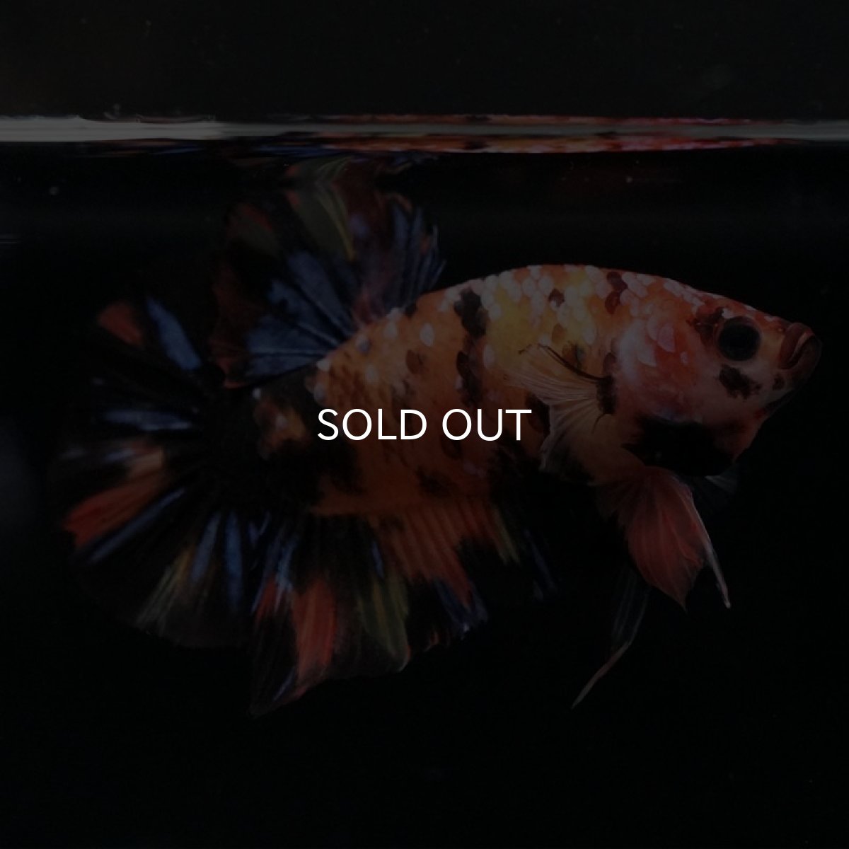 画像4: HMPK　キャンディ (4)