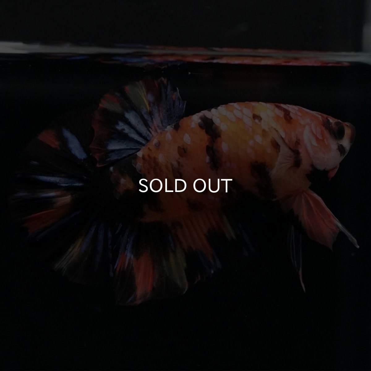 画像6: HMPK　キャンディ (6)