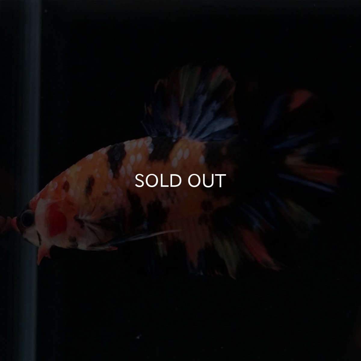 画像5: HMPK　キャンディ (5)