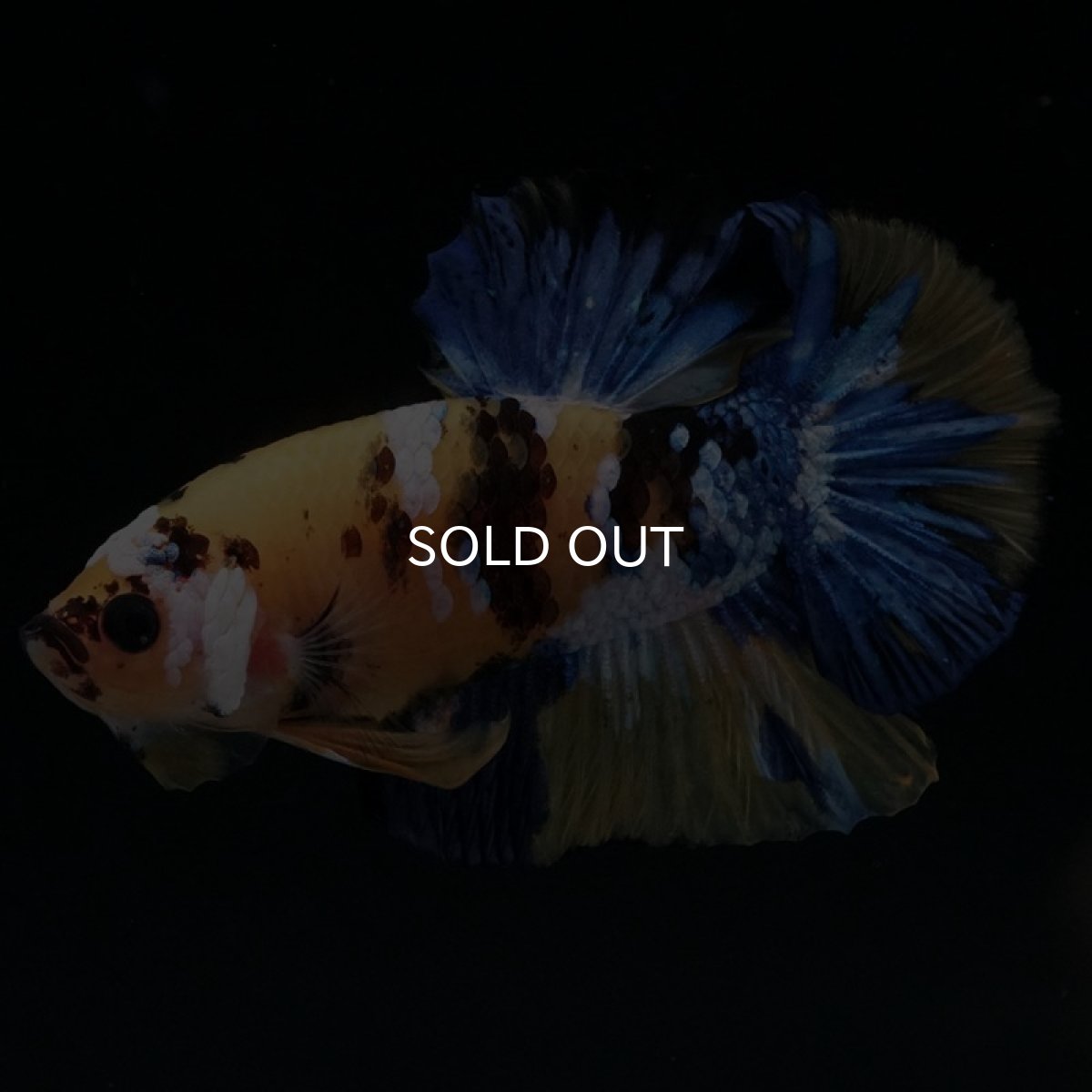 画像5: HMPK イエロータイガーギャラクシー (5)