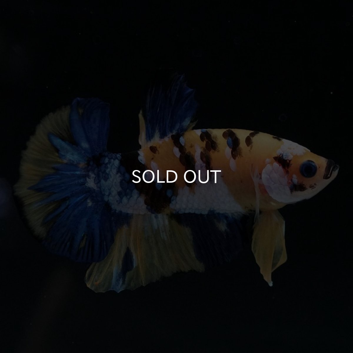 画像6: HMPK イエロータイガーギャラクシー (6)