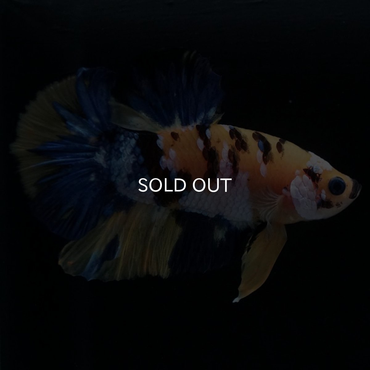 画像4: HMPK イエロータイガーギャラクシー (4)