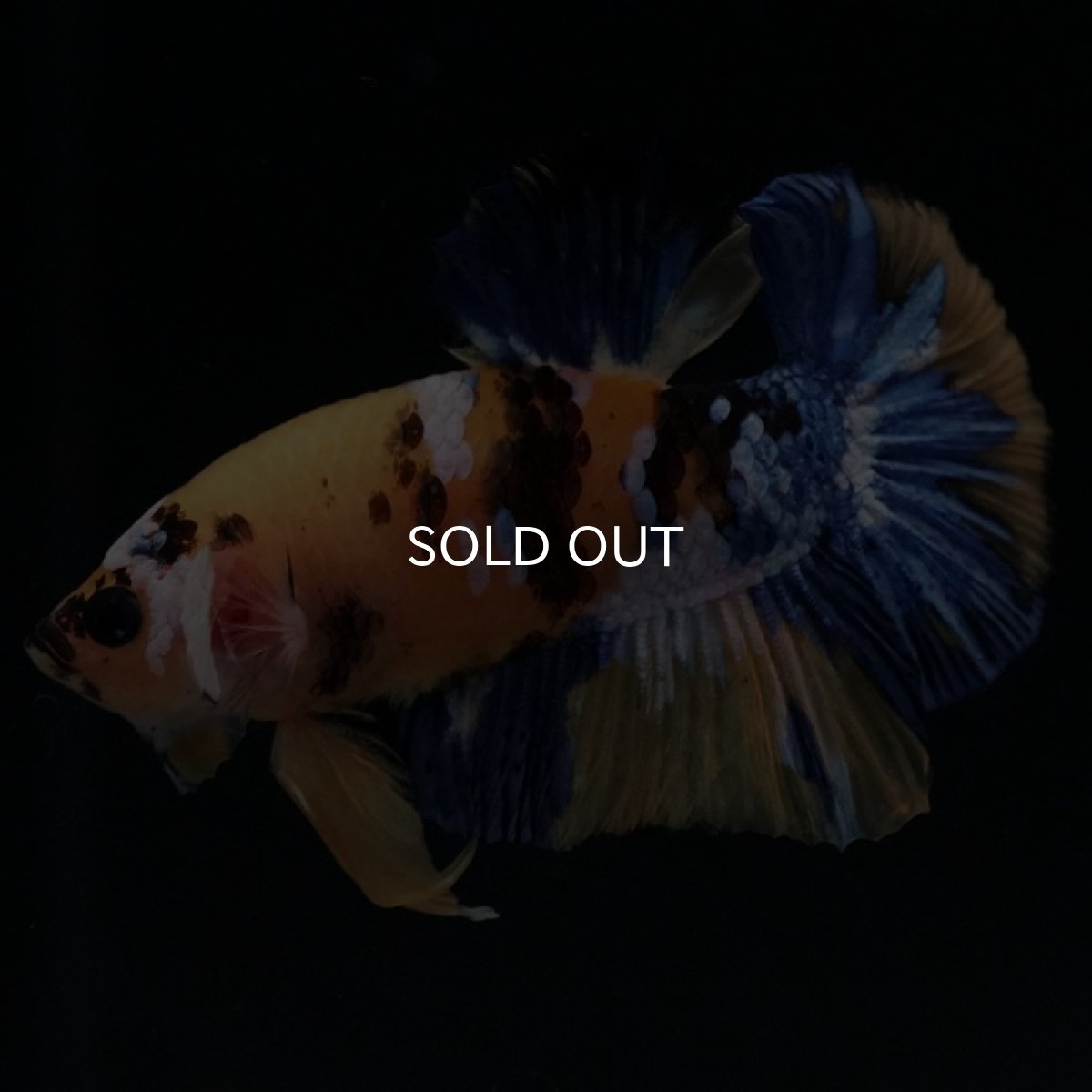 画像3: HMPK イエロータイガーギャラクシー (3)