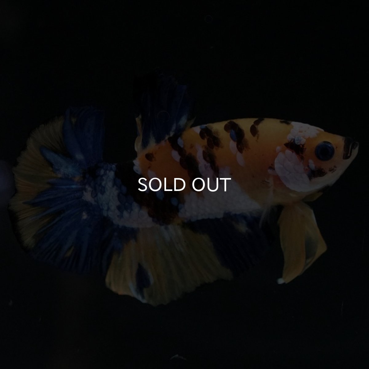 画像2: HMPK イエロータイガーギャラクシー (2)