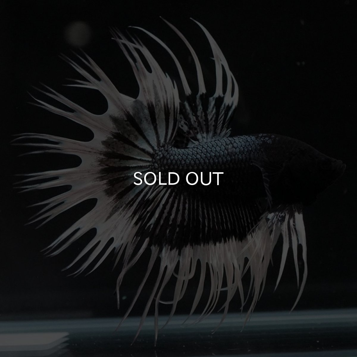 画像7: CT ブラックカッパーバタフライ (7)