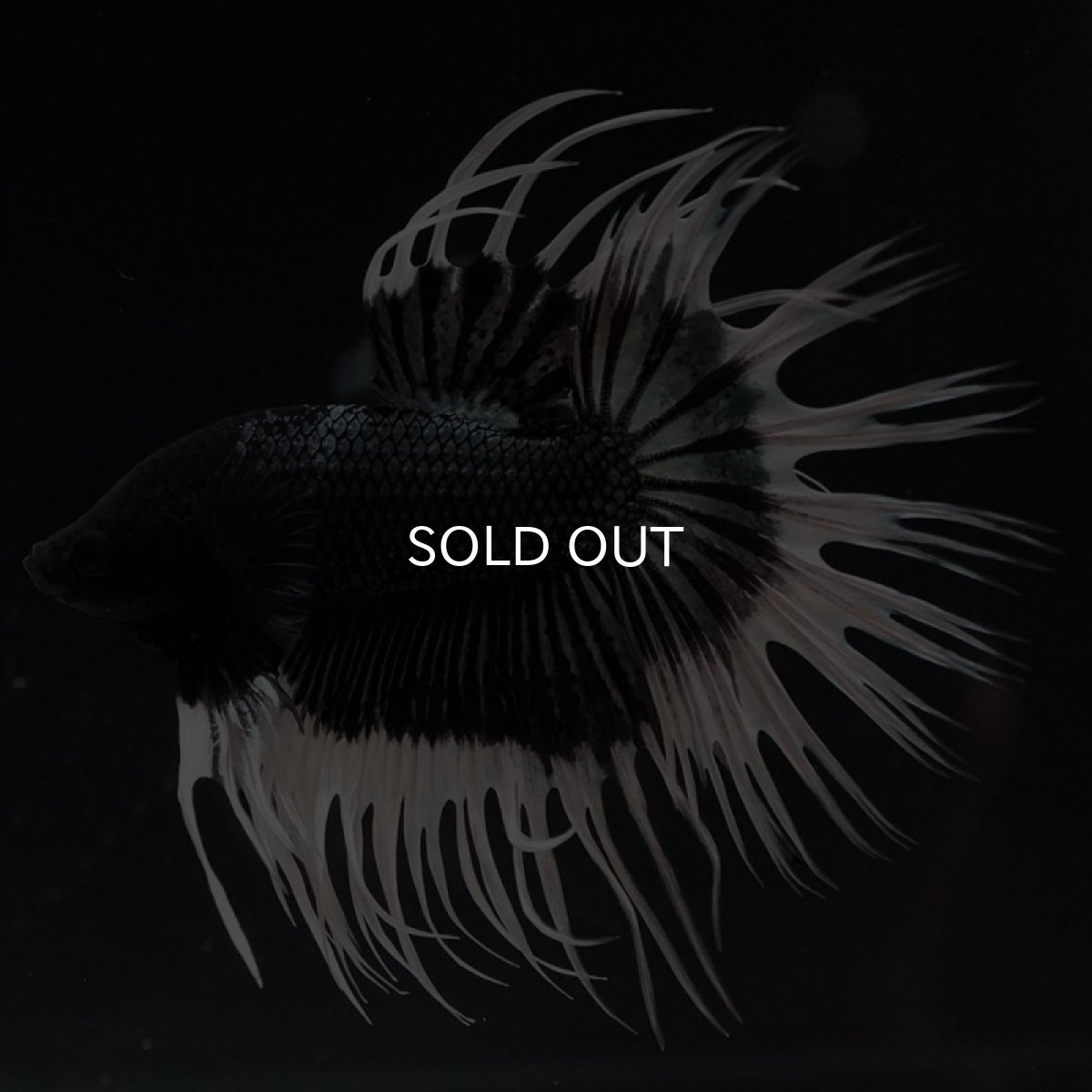 画像2: CT ブラックカッパーバタフライ (2)