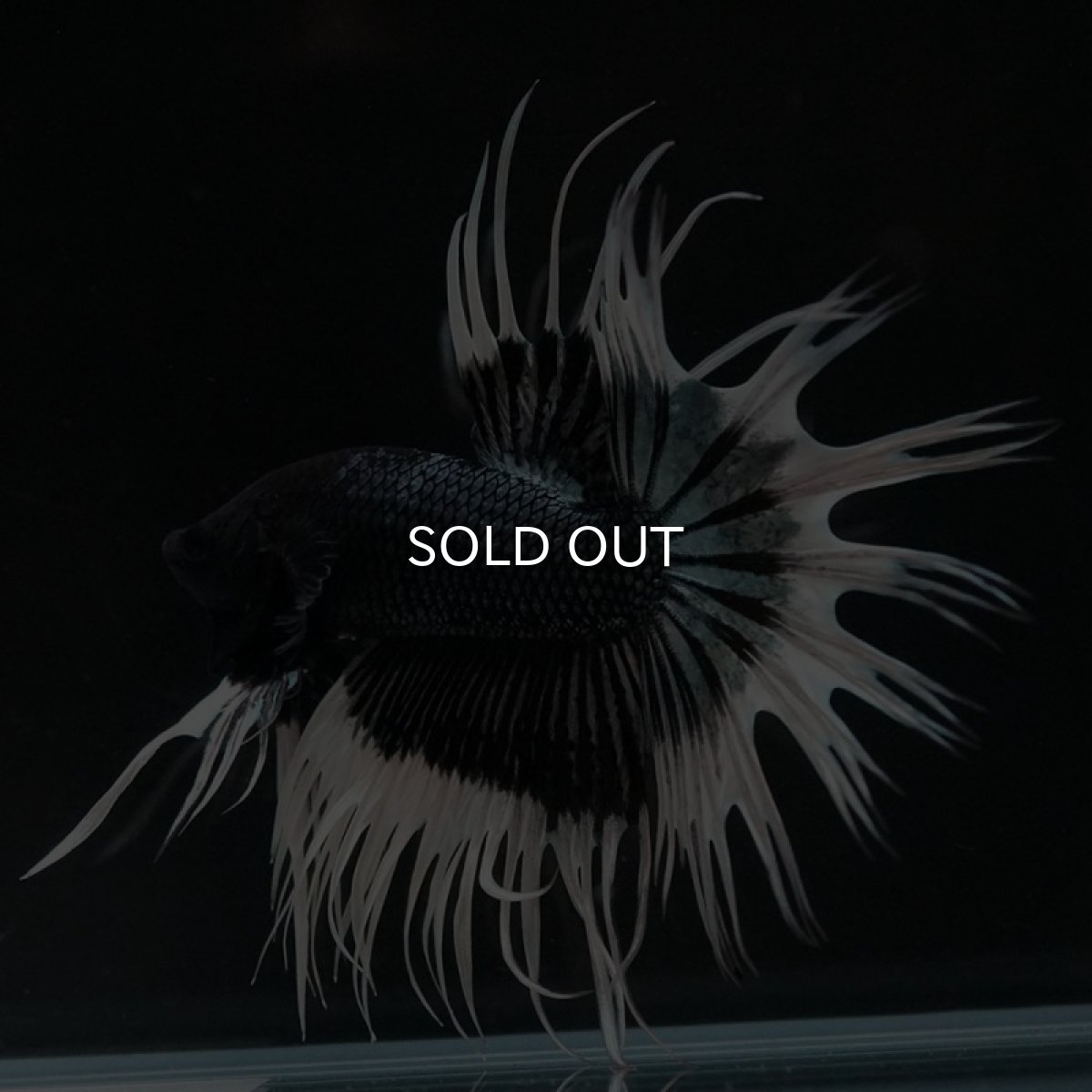 画像6: CT ブラックカッパーバタフライ (6)