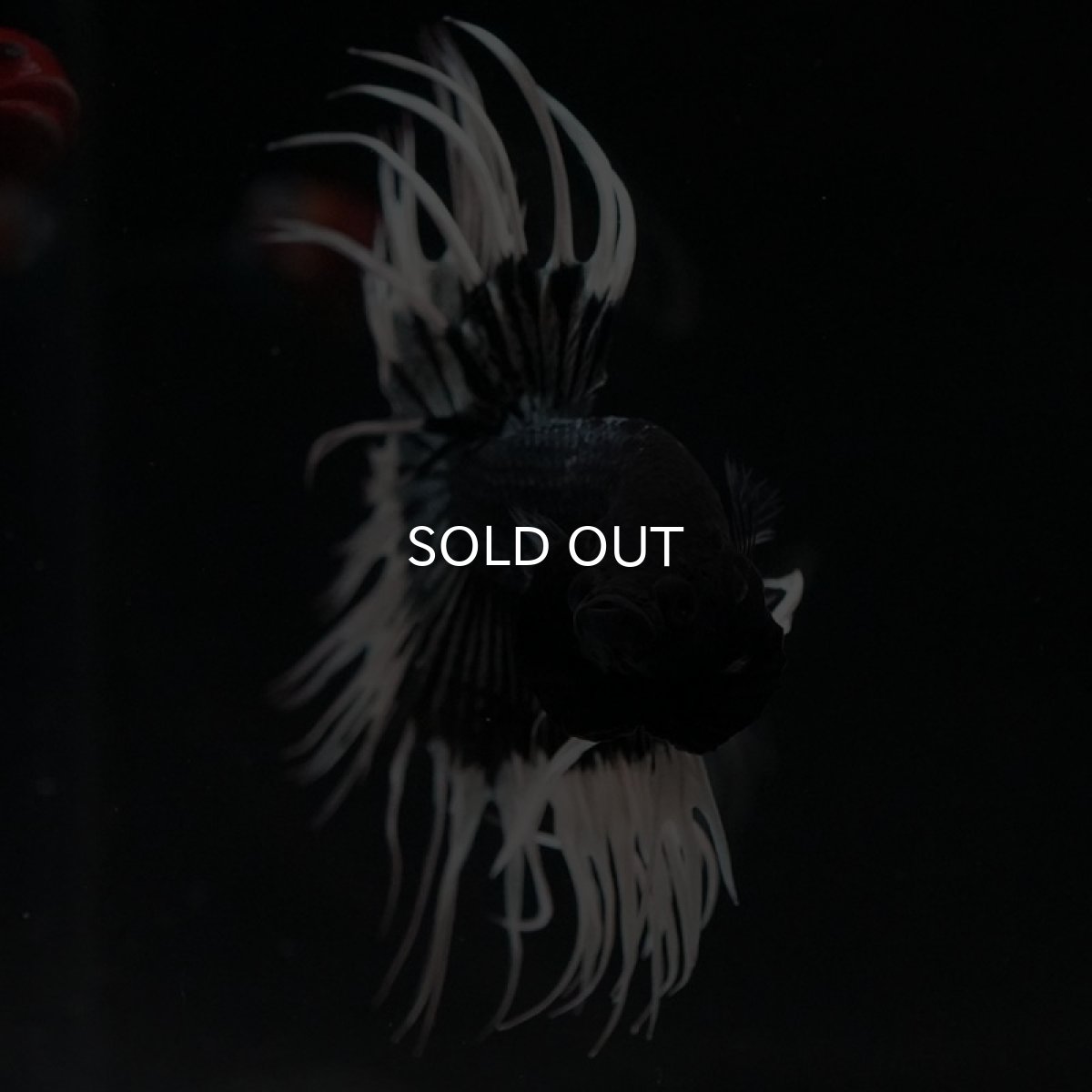 画像3: CT ブラックカッパーバタフライ (3)