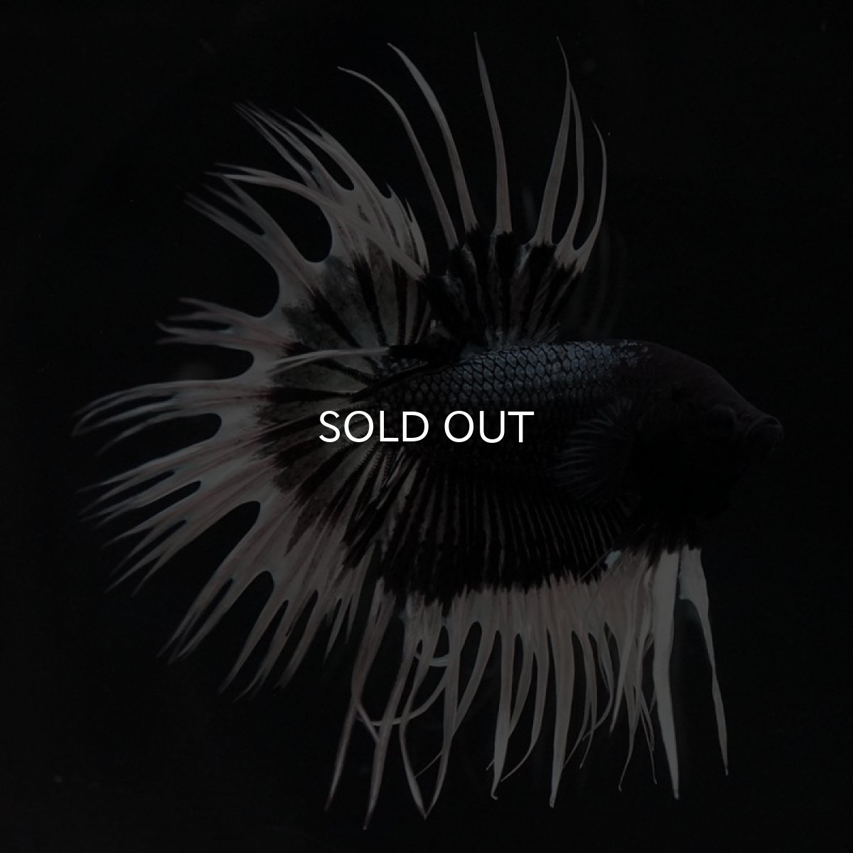 画像4: CT ブラックカッパーバタフライ (4)