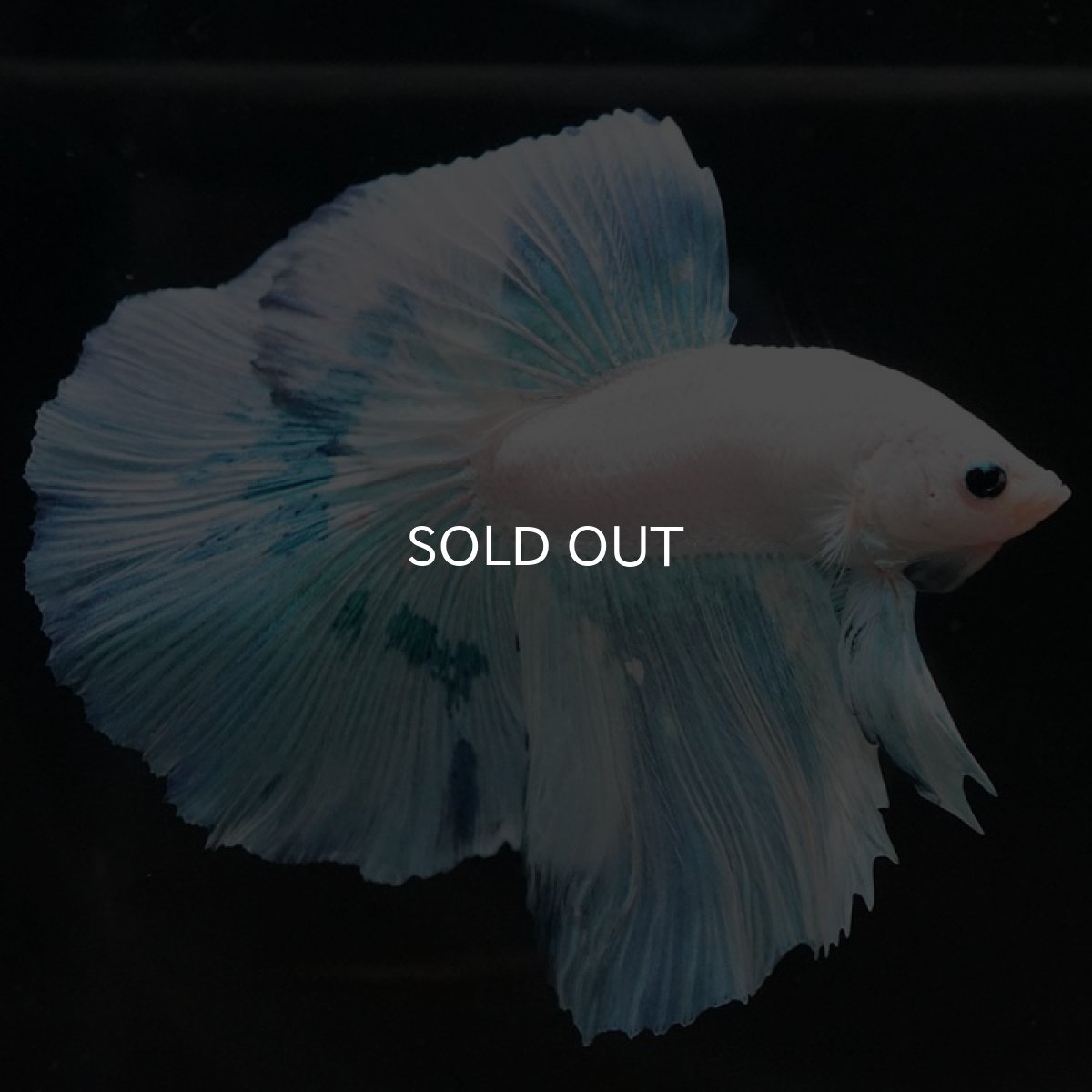 画像4: HM ホワイトファンシー (4)