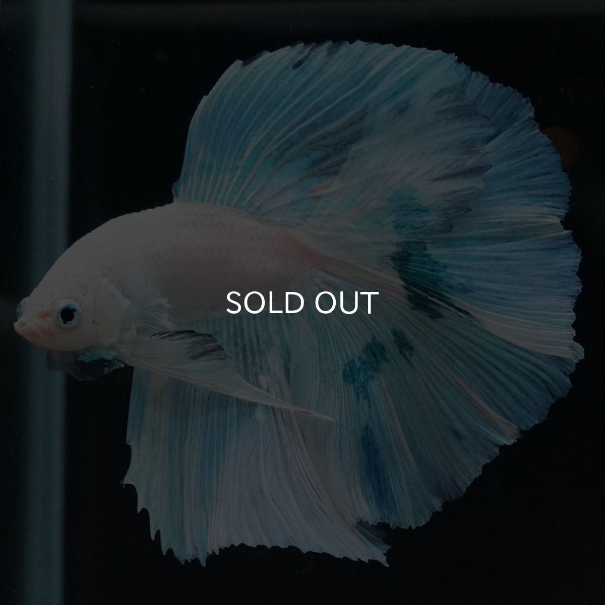 画像5: HM ホワイトファンシー (5)