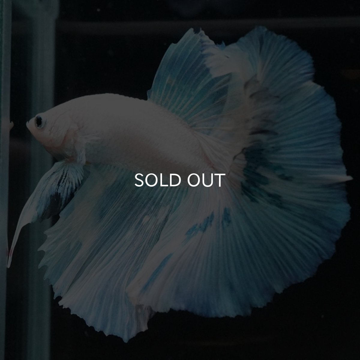 画像2: HM ホワイトファンシー (2)