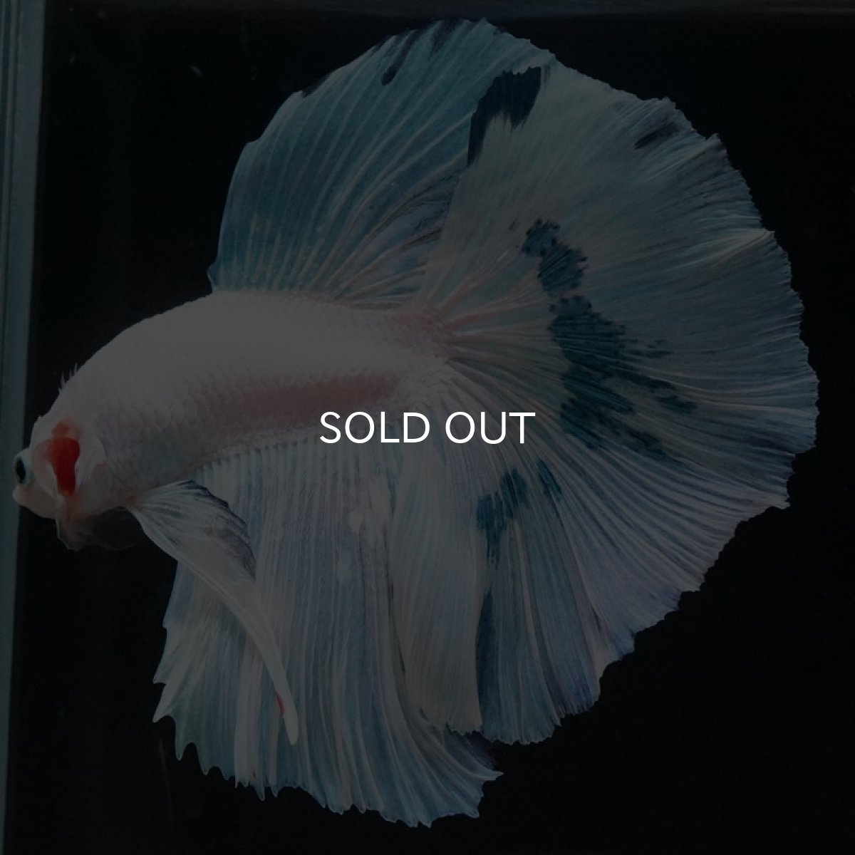 画像3: HM ホワイトファンシー (3)