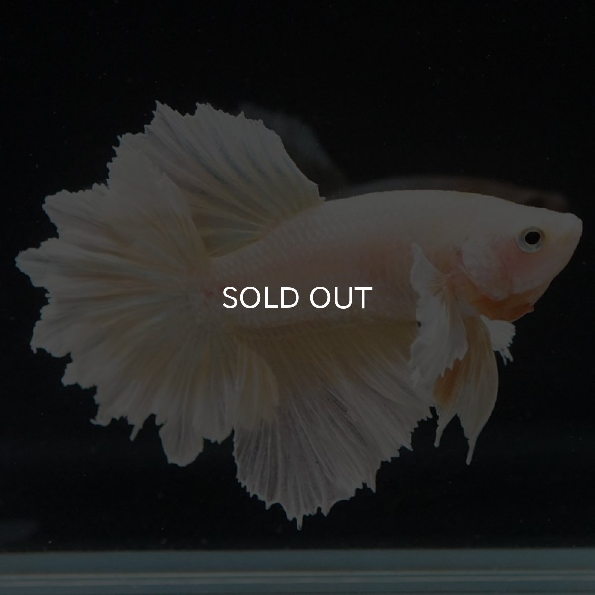 画像10: HM　ゴールドダンボ　フェザーテール (10)