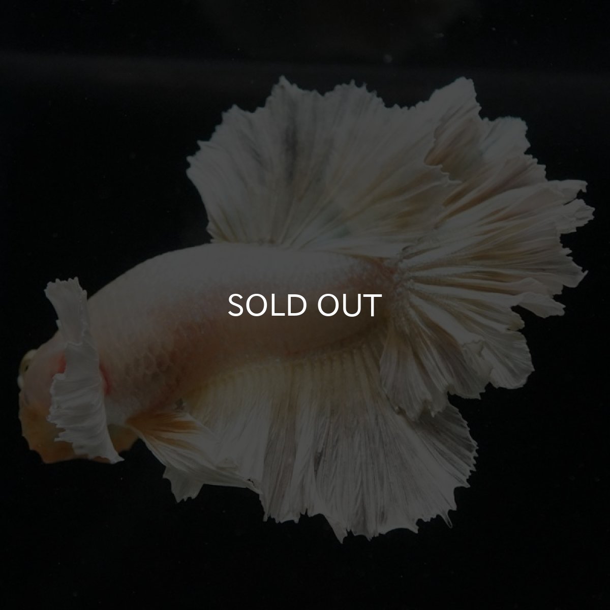 画像2: HM　ゴールドダンボ　フェザーテール (2)