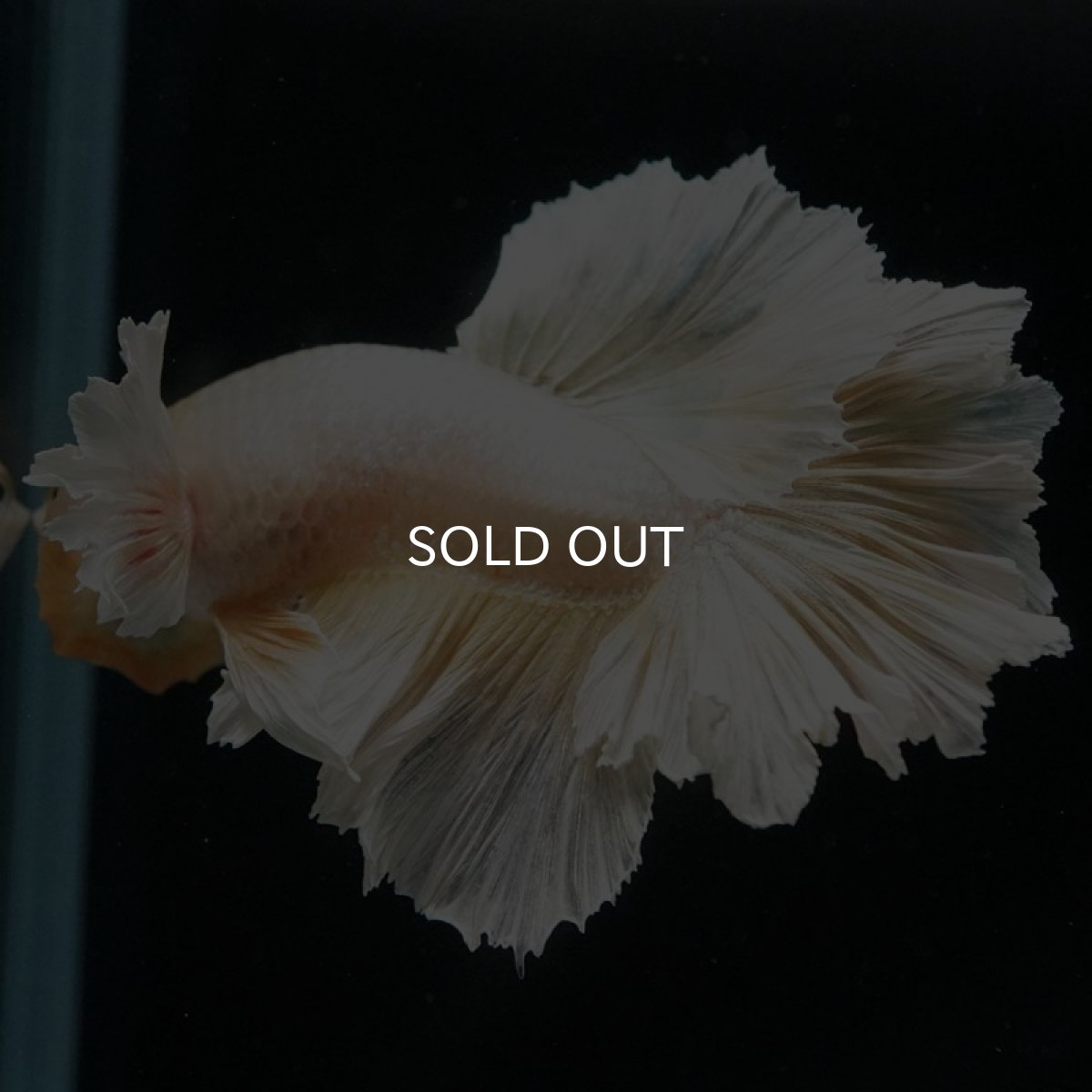 画像8: HM　ゴールドダンボ　フェザーテール (8)