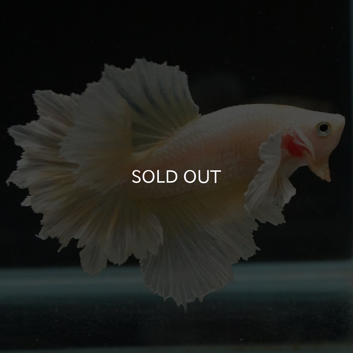 画像5: HM　ゴールドダンボ　フェザーテール (5)