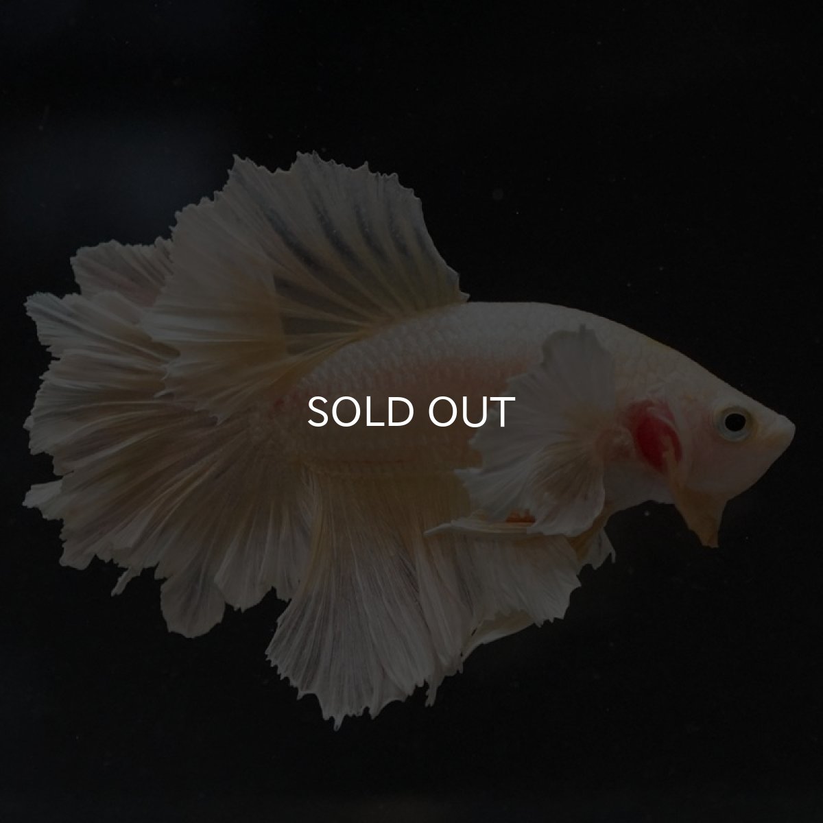 画像3: HM　ゴールドダンボ　フェザーテール (3)