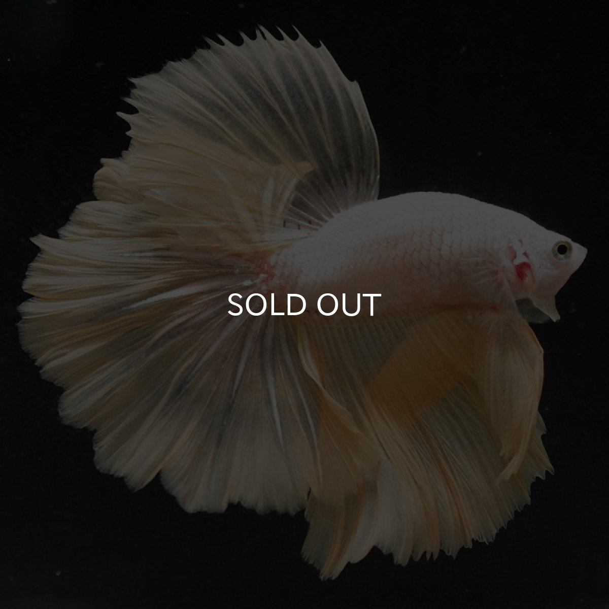 画像2: HM プラチナイエロードラゴン ローズテール (2)