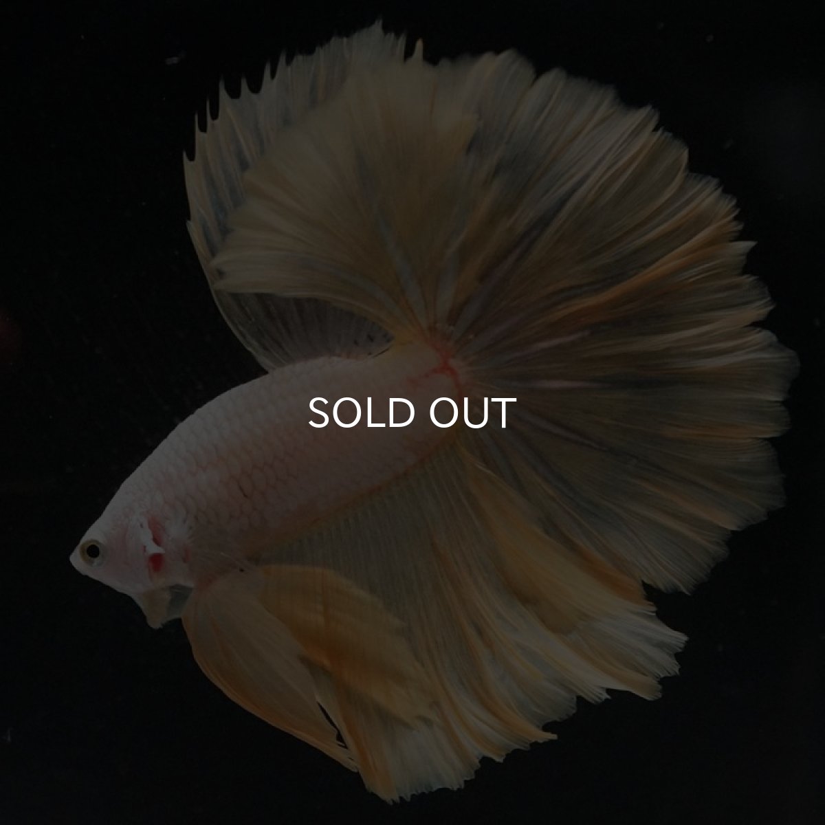 画像8: HM プラチナイエロードラゴン ローズテール (8)