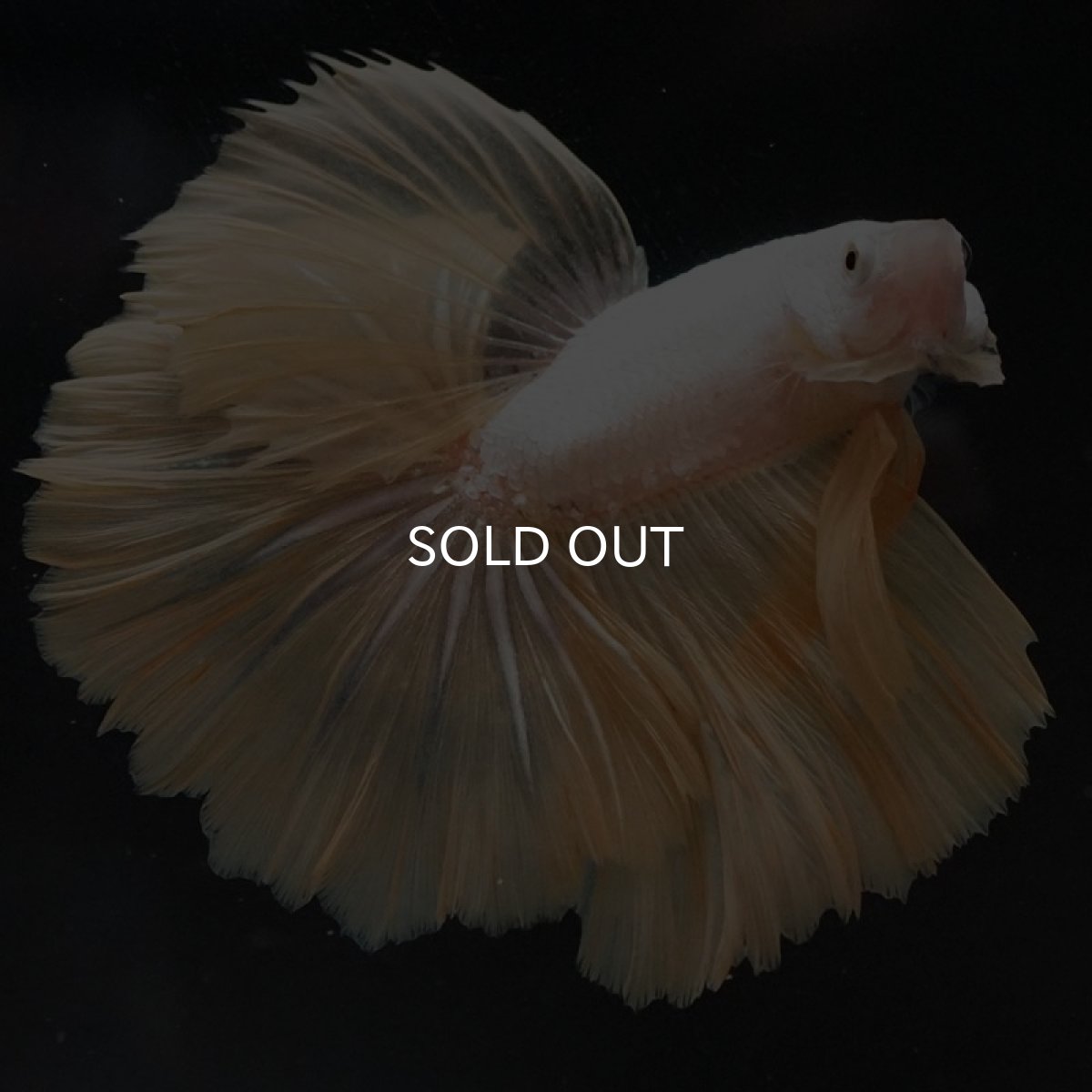 画像7: HM プラチナイエロードラゴン ローズテール (7)