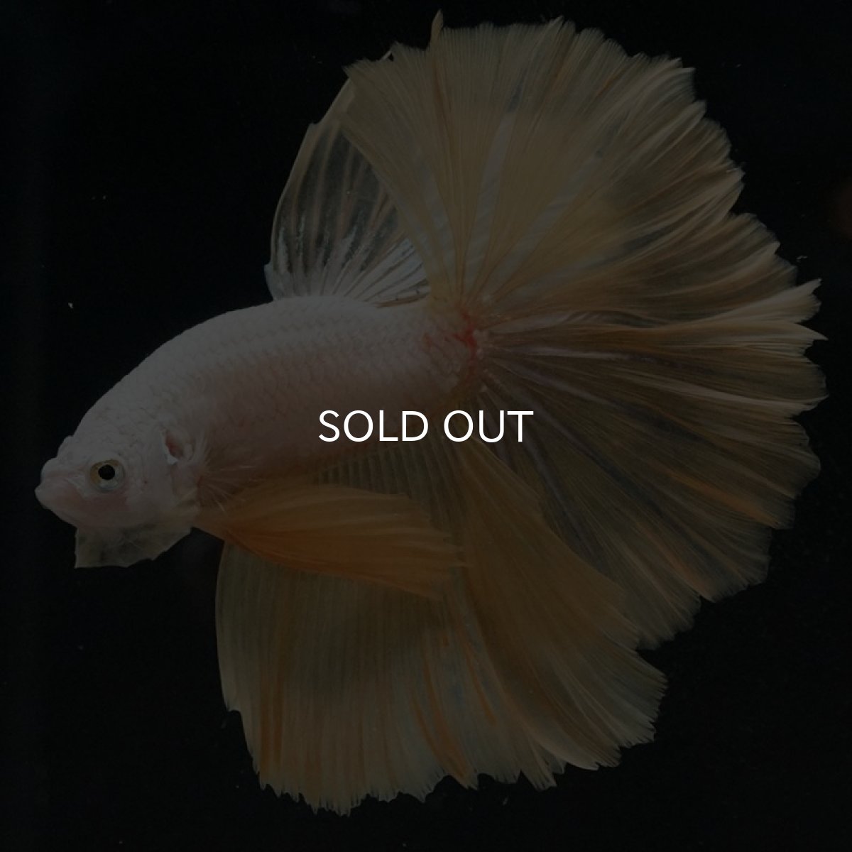 画像5: HM プラチナイエロードラゴン ローズテール (5)