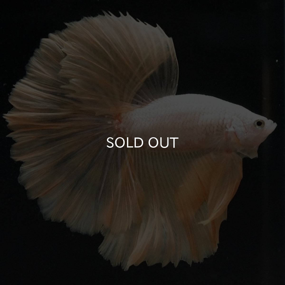 画像6: HM プラチナイエロードラゴン ローズテール (6)