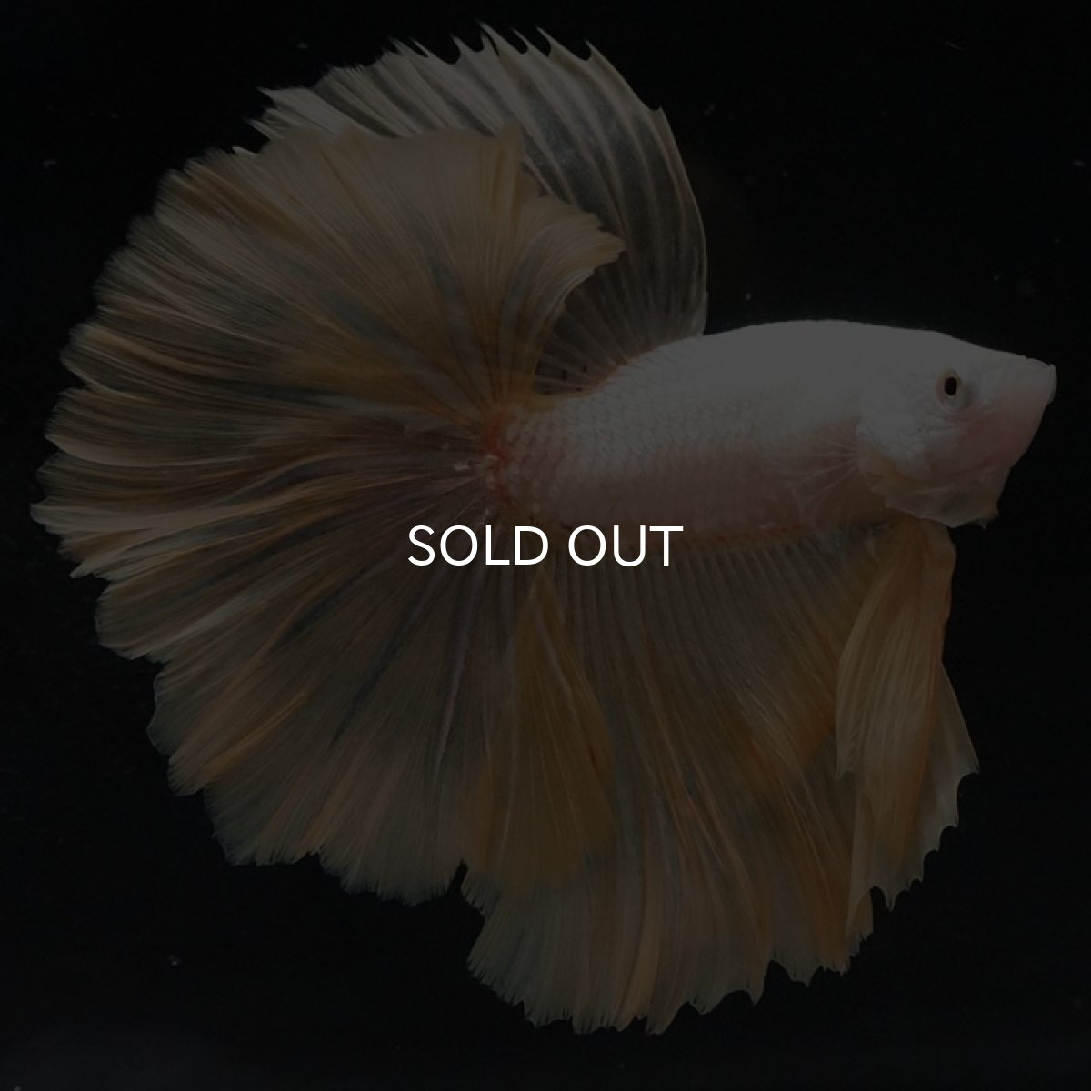 画像4: HM プラチナイエロードラゴン ローズテール (4)