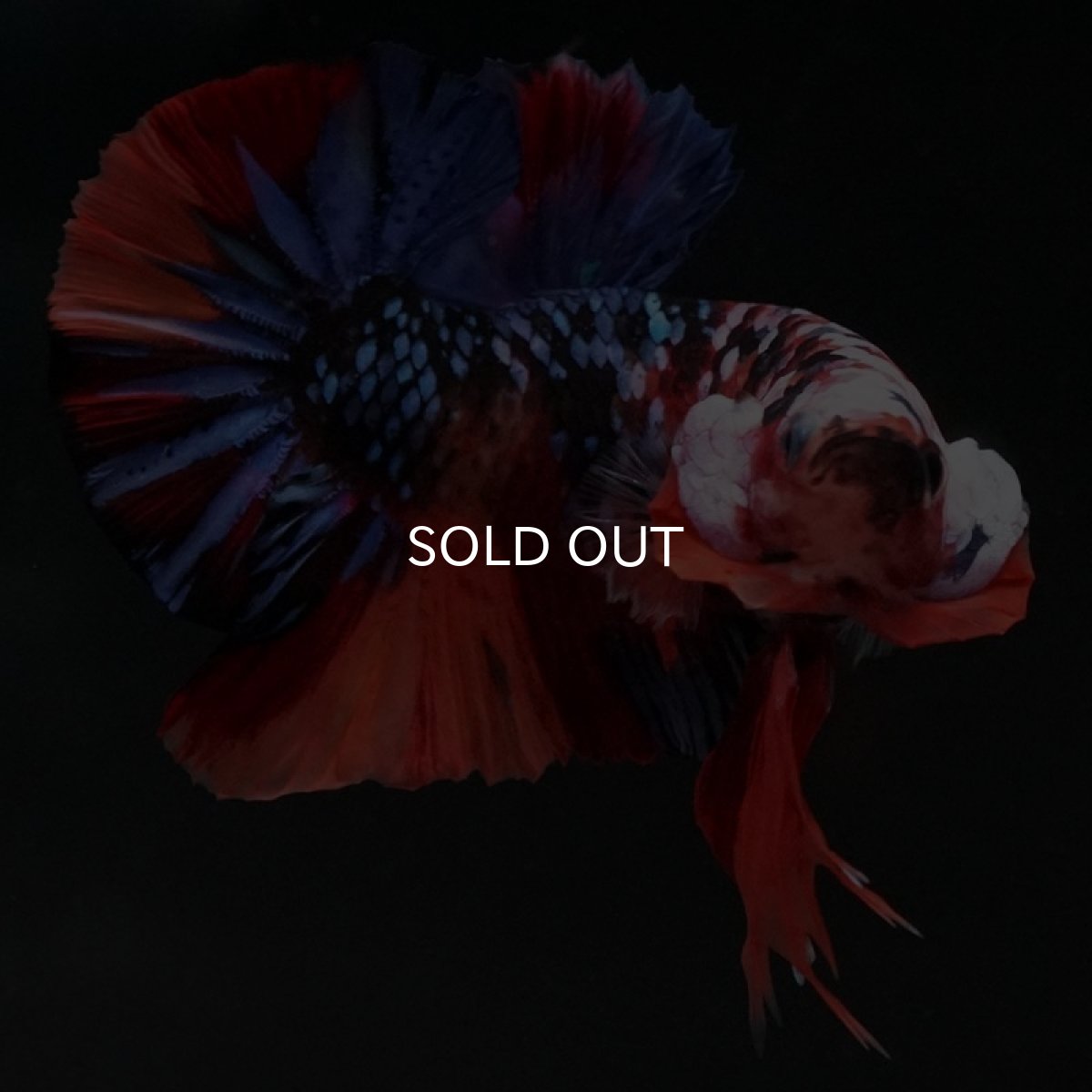 画像10: HMPK　キャンディギャラクシー (10)