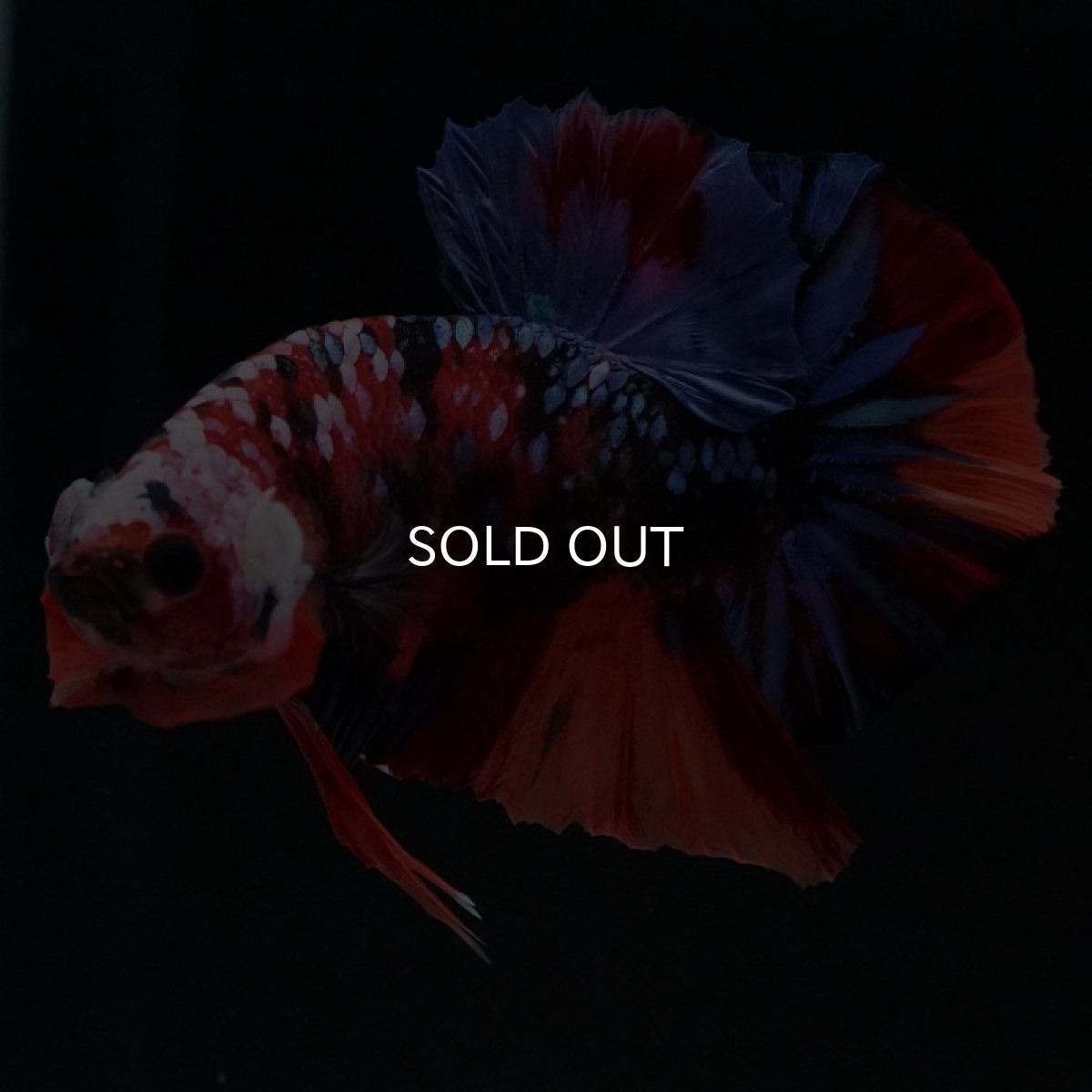 画像9: HMPK　キャンディギャラクシー (9)