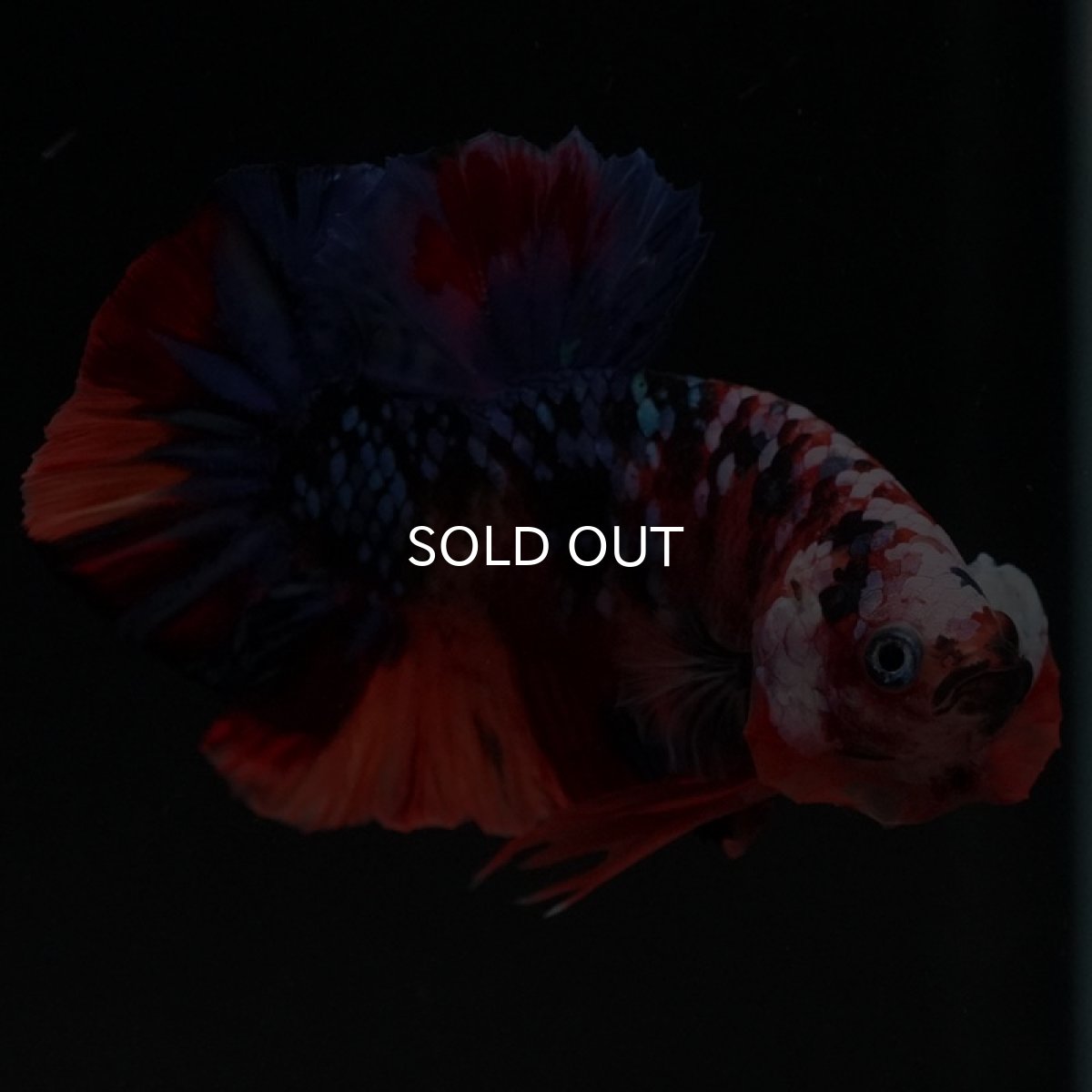 画像7: HMPK　キャンディギャラクシー (7)