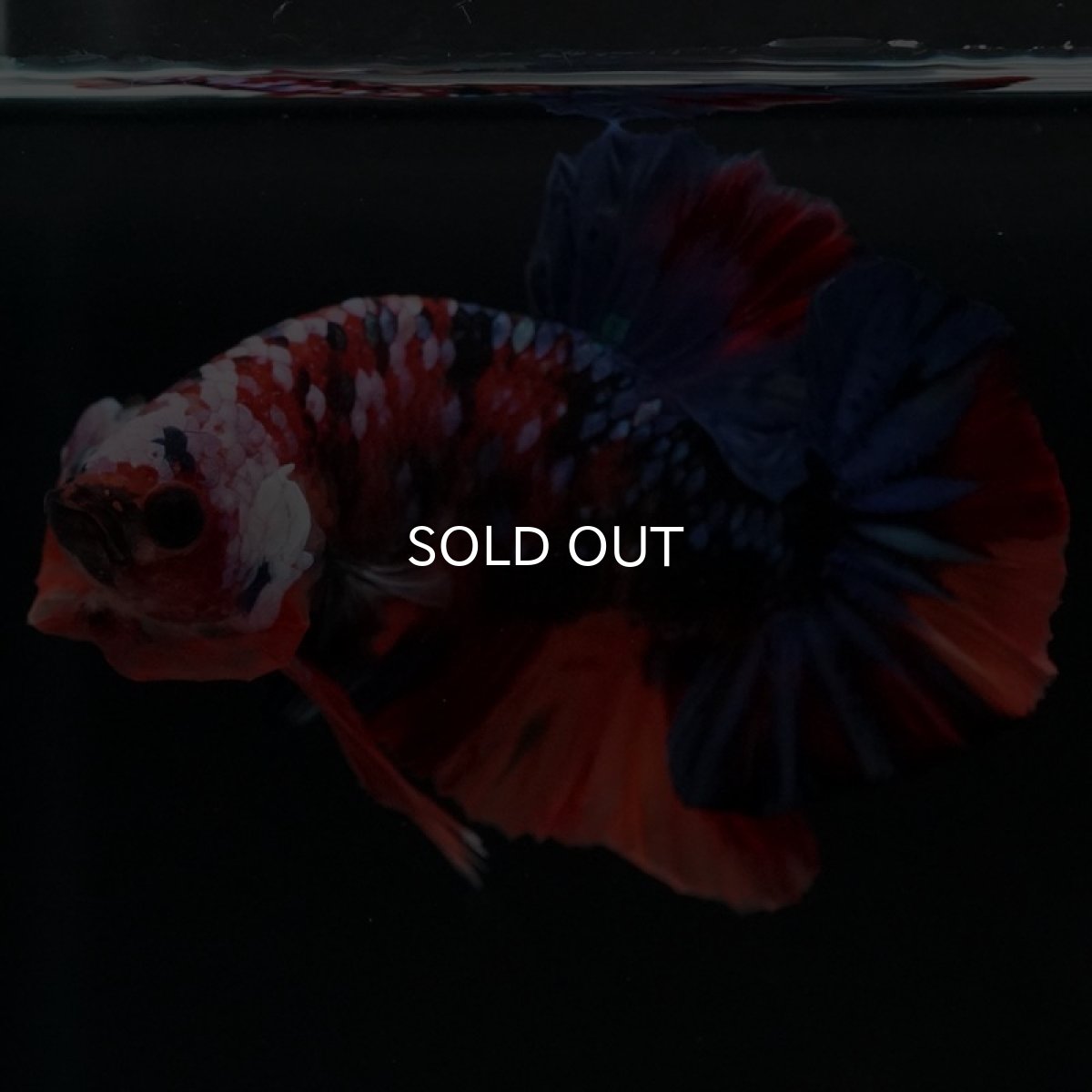 画像8: HMPK　キャンディギャラクシー (8)