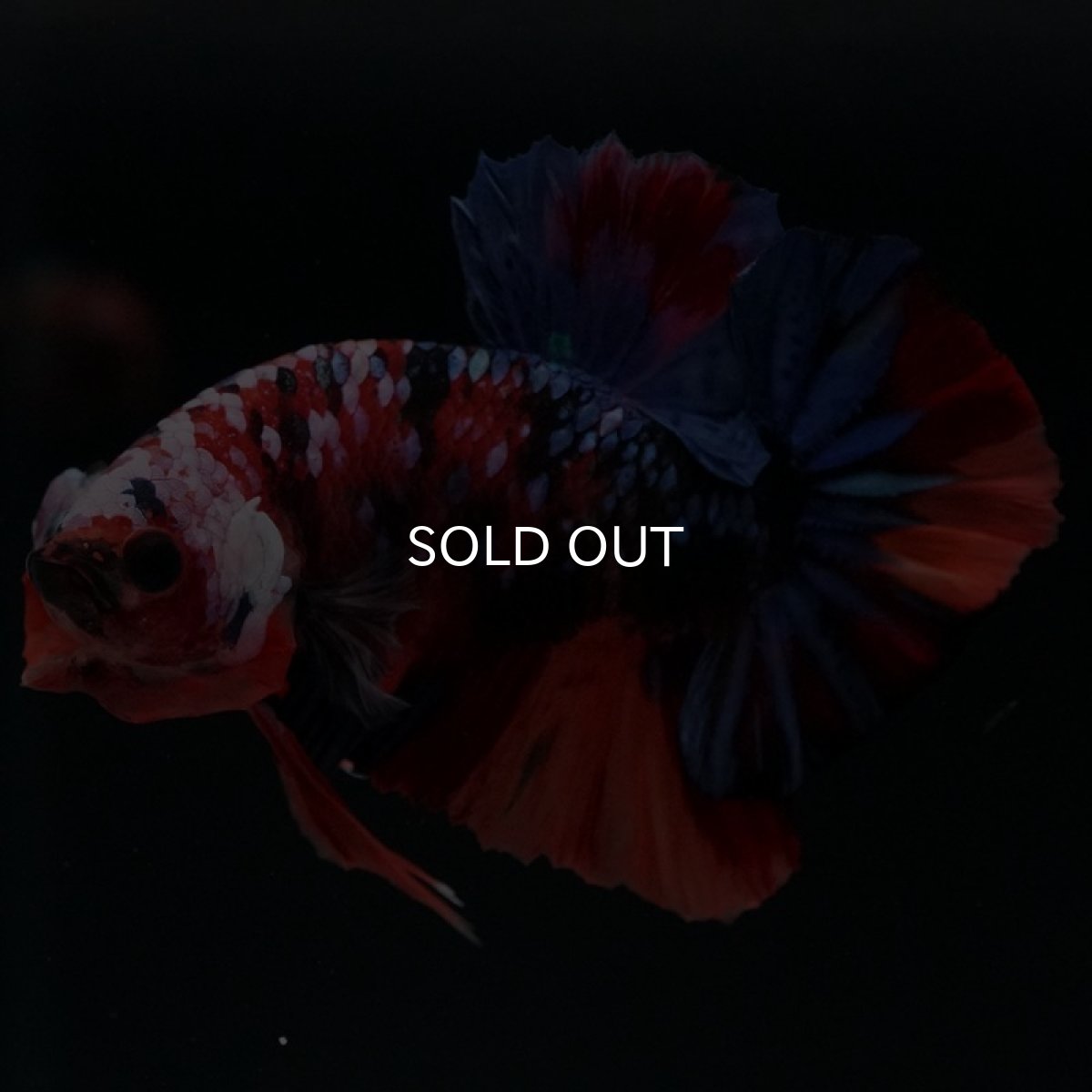 画像6: HMPK　キャンディギャラクシー (6)