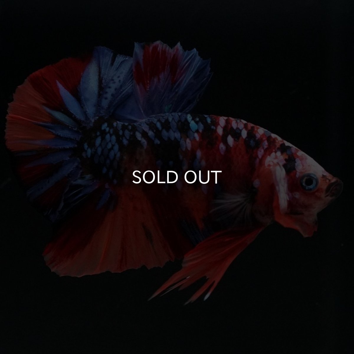 画像5: HMPK　キャンディギャラクシー (5)