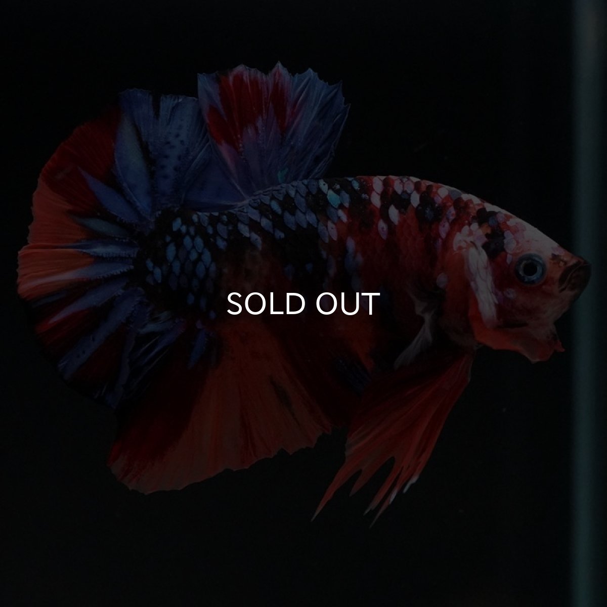 画像3: HMPK　キャンディギャラクシー (3)